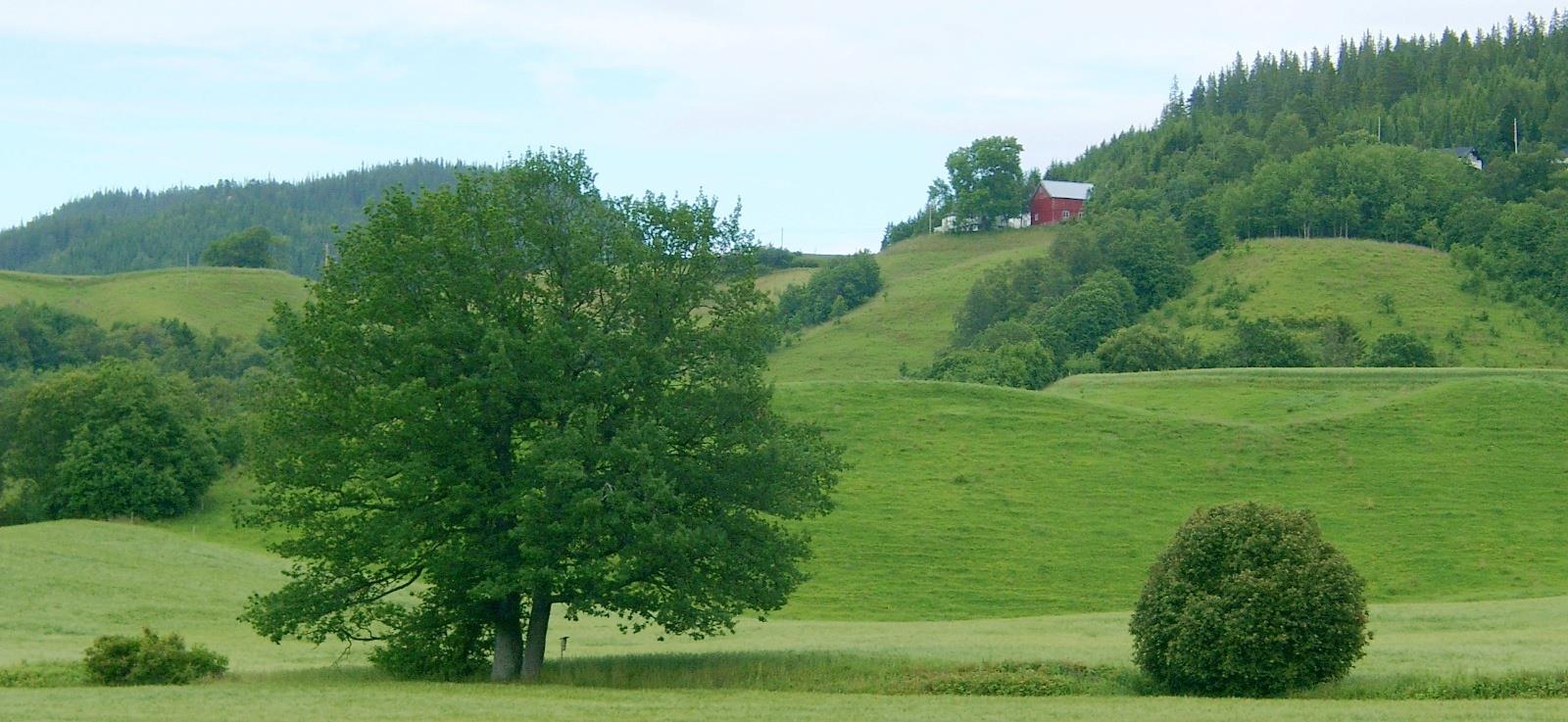 BYGNINGER FOR STORFE OG SAU Modernisering av hus og anlegg -