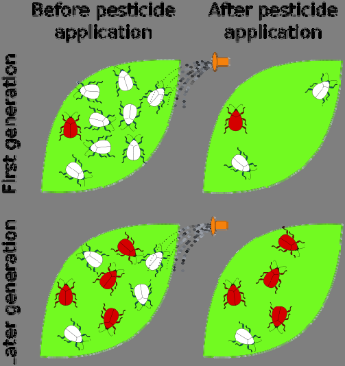 Insekticider. Resistens Ved kjemisk bekjempelse kan noen insekter tåle et middel bedre enn de andre og overleve, de er resistente.