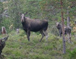 Åpningstider i jule - og nyttårshelga Rådhuset, jul og nyttårsaften, kl: 08.00-12.00 27.12 og 30.12, kl: 09.00-14.