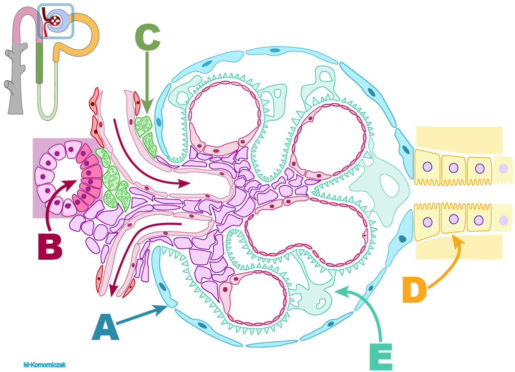 A Macula ensa, proximal tubuli, mesangieceller, endotel, podocyter apsula, macula densa, podocyter, distal tubuli, mesangieceller Mesangieceller, afferent arteriole, macula densa, endotel, podocyter