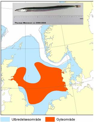 Viktige oppvekstområder er i kystnære områder i Moray Firth, ved Orknøyene og Shetland, og langs Eggakanten fra Shetland til Skagerrak.