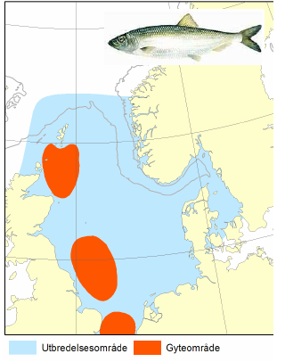 Hyse (Melanogrammus aeglefinus) Hysebestandene opptrer i de samme områdene som torsken, bortsett fra i Østersjøen. Hysa er bunnlevende, er vanlig ned til ca.