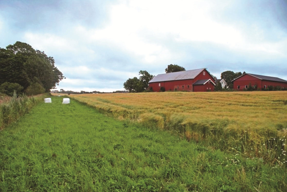 Tiltak for redusert avrenning Vegetasjonssone (buffersone) Det gis tilskudd for striper tilsådd med gras langs åpen grøft, bekk, elv eller sjø (vegetasjonssone / buffersone).