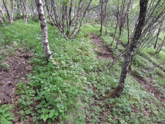 c) Tydelig spor etter beite med opptråkkede stier mellom bjørketrærne på åsryggen i nord. d) Opp mot et tørrere parti langs åsryggen mot nord. Her er vegetasjonen rikere og mer krevende, med bl.a. vårmarihand, og stortveblad.