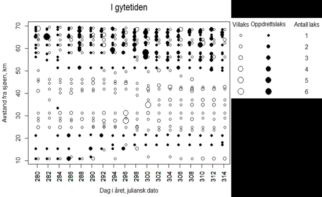 (hvite sirkler) før gyteperioden (dag 248-278; 4. september 4. oktober 2012).