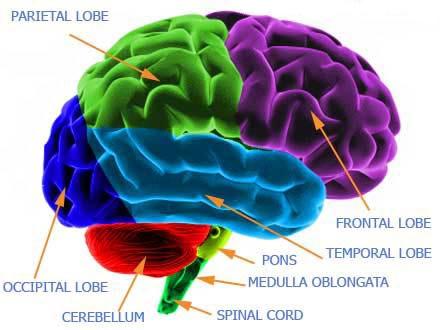 II b) Virkning på hippocampus Hippocampus sentralt for hukommelse,