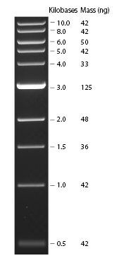 Vedlegg D Molekylvektstandard benyttet ved 1 % agarosegel-elektroforese: Figur D. 1: 1Kb DNA-ladder.