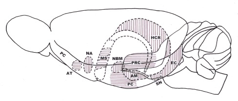 og hjerneventrikler oppstår etter nervegass-induserte kramper (Filbert et al., 1993).