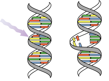 Vivian Aagesen Grøm Masteroppgave for NTNU All cellens genetiske informasjon er samlet i dens DNA. Selve DNAet består av lange dobbelttråder av nukleotider.