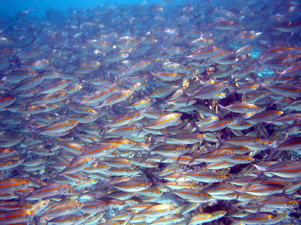 Programvarenæringen alene omsetter for mer enn fisk og fiskeoppdrett http://upload.