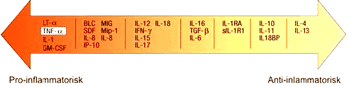 Pro- og anti inflammatoriske cytokiner De proinflammatoriske cytokinene (IL-1, IL-6 og TNF-alfa) kan medvirke til opprettholdelse eller forsterkning av leddinflammasjon (Kumar et al.