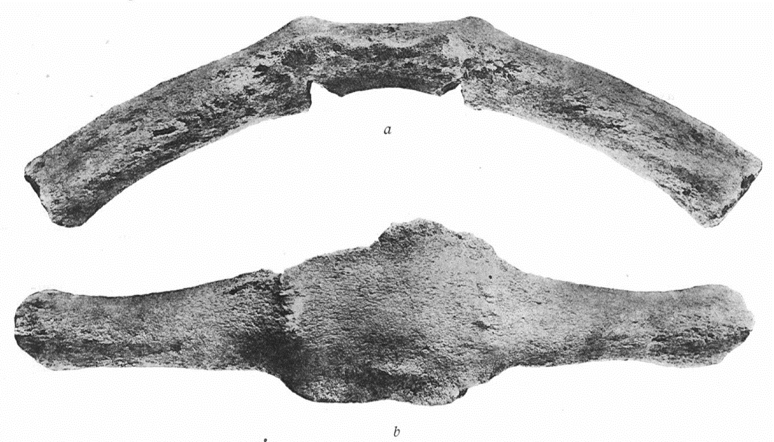 Ts2439-42 Hundholmen, Tysfjord k. Hundholmen ligger mellom midtre og ytre del av Tysfjorden, og har utsikt over en stor del av nevnte fjordsystem.