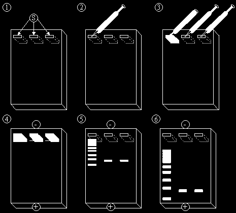 Materialer og metoder 2.2.4 Agarose gelelektroforese Ved hjelp av gelelektroforese er det mulig å separere DNA ut fra størrelsen.