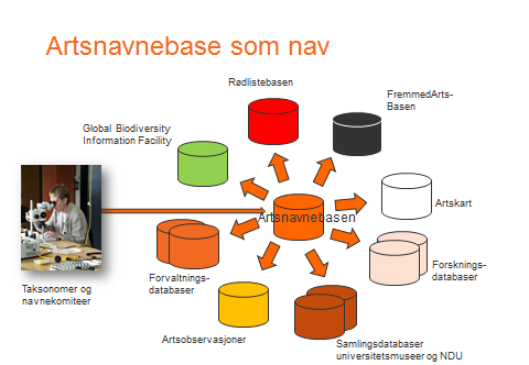 Infrastruktur for kunnskapsforvaltning Artsnavnebasen En dynamisk base der det stadig legges inn nye navn og navnelister Navet for Artsdatabankens arbeid 42 495 arter per 20.