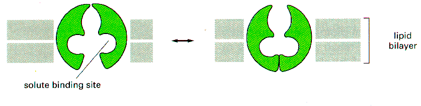 Transport over cellemembranen foregår på flere ulike måter. Den minst strukturerte formen er diffusjon gjennom membranen.