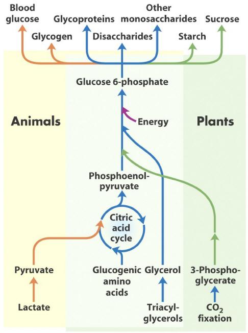 I Glukoneogenesen syntetiseres glukose fra pyruvat og tilsvarende tre-fire karboner. Mennesker kan ikke lage glukose fra fett, men fra proteiner og aminosyrer.