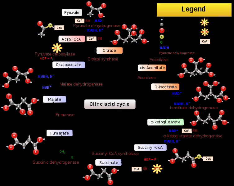 PDH komplekset som danner acetyl-coa er kraftig inhibitert av ATP, acetyl-coa og NADH. Dette betyr at når det finnes mye fri energi i cellene vil PDH stoppe å produsere acetyl- CoA.