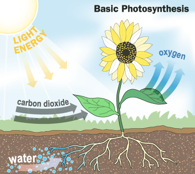 Photophosphorylation 19.