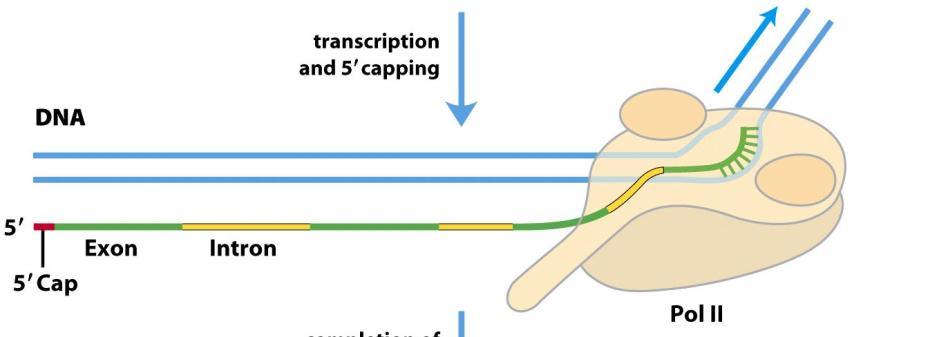 For mrna inneholder primary transcript både noncoding tracks (introns), og coding segments (exons). Introns inneholder jo ingen nyttig informasjon, og fjernes i en prosess kalt splicing.