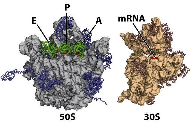 o o o Steg 3, elongation: Polypeptidet forlenges ved at flere aminosyrer kommer til, bundet til trna, som base-parer med mrna.