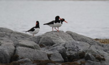 Skjærgårdsopplevelse I den sørlige delen av Krykkjeberget holder Skarvene til. Båtturen i denne skjærgården er en reinspikka natur opplevelse!