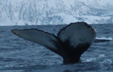 Hvalsafari Hvalsafari Knølhvalen jakter sild i skjærgården Siden desember 2011 har det vært store flokker med knølhval og spekkhoggere helt inne i skjærgården til Valhall.