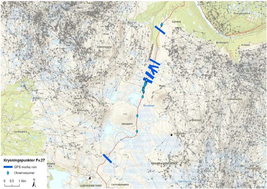 Figur 81. Kryssing av Fv 27 i tidsperioden 11.03.2009 09.04.2014. Se også vedlagt rapport fra observasjoner av krysninger utført av oppsynet. Figur 82.