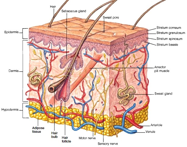 HUDENS ANATOMI Huden (cutis) bekler hele kroppsoverflaten og har forbindelse med slimhinnene (mucosa) i overgang til naturlige kroppsåpninger.