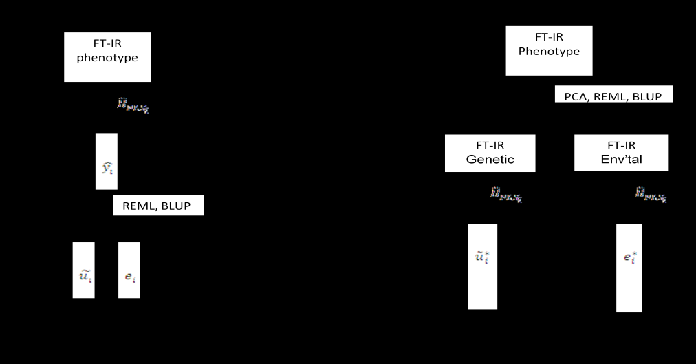 percentages were predicted as traits correlated to the genetic component of the FTIR spectra.