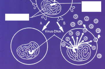 Omskjæring (menn) Vaksine? Suppressiv (undertrykkende) terapi : Klinisk virologisk og immunologisk remisjon under vedvarende terapi Viruset er ikke eliminert!