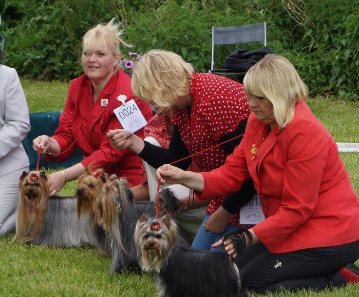 Mestvinnerliste Topp 10 2013 Poengberegning 2013 for Yorkshire Terrier. Poengene er utregnet ifra resultater fra NKK s DogWeb. Ta kontakt med NYTK på post@nytk.