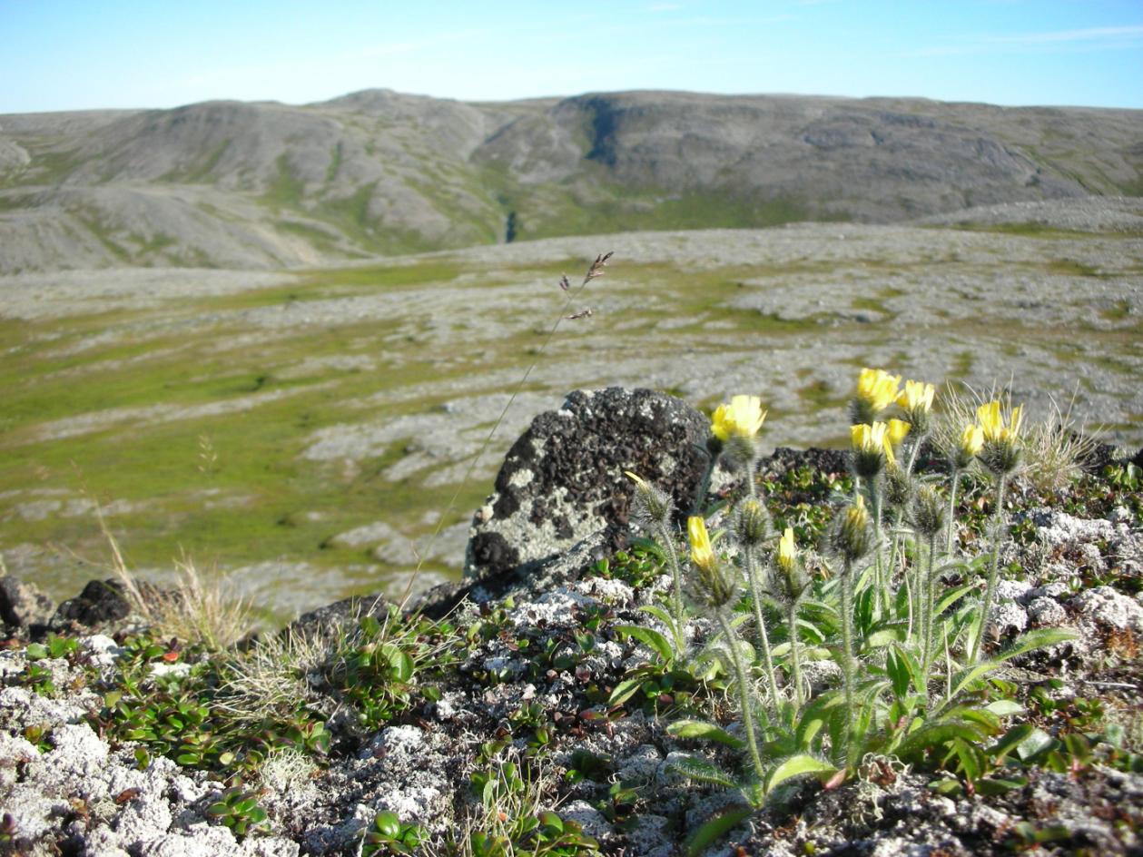 HØRINGSUTKAST: BERLEVÅG