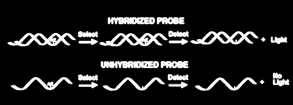 Hybridization Protection Assay