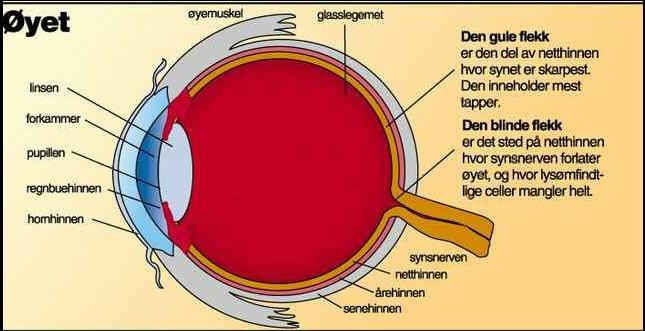 Øyet All synlig informasjon som mennesket oppfatter, passerer gjennom øyet. Figur 1.3.1 Skisse av øyet. Diameteren på øyet er ca 2.5 cm. (Caplex 1999). (Se også Fig 2.