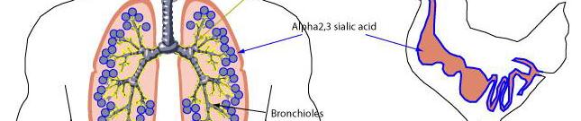 Figur 1.6. Influensavirus tropisme.