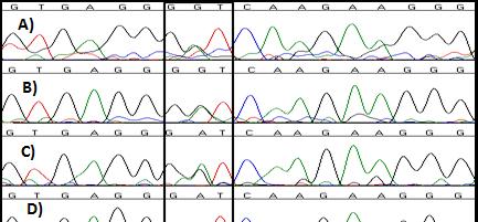 Det er utført en nested PCR i forkant, første PCR med primerparet H1-434F og H1-1272R, andre PCR med primerparet H1-474F og H1-1272R. Figur 3.7 Kromatogram pasient 5 (serum).