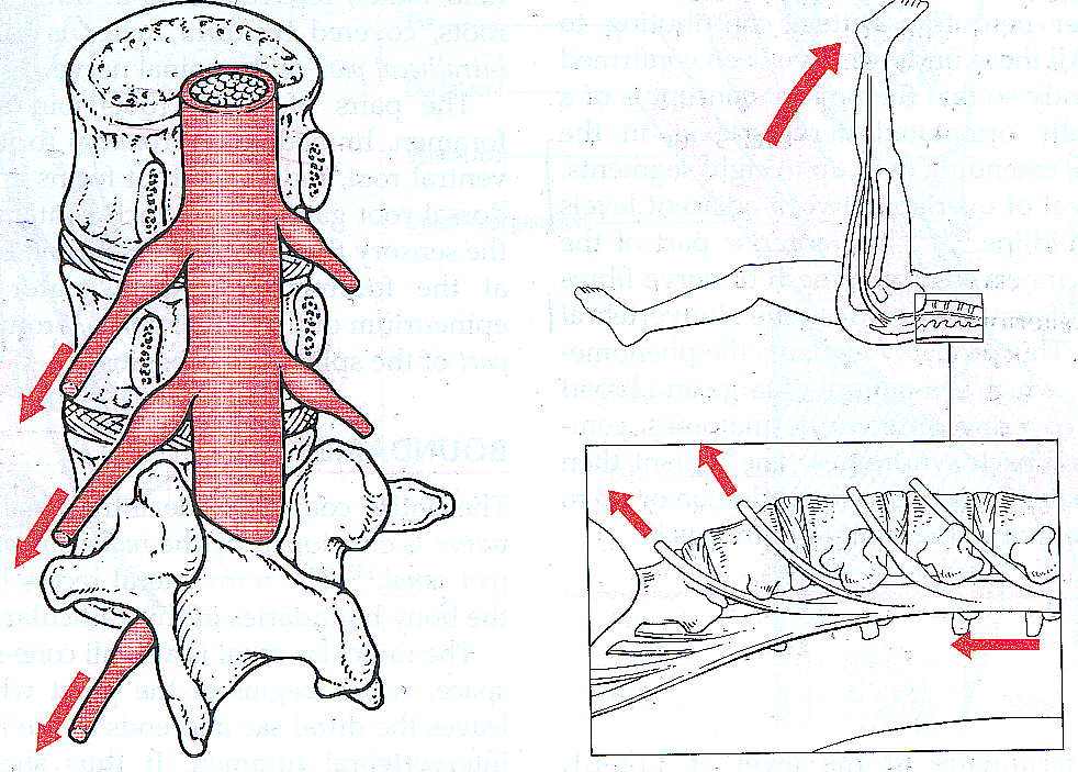 Dura mater er mobil og sensitiv Ekstrasegmental smertereferanse Glidning av dura i spinalkanalen skjer ved fleksjon and ekstensjon Ved