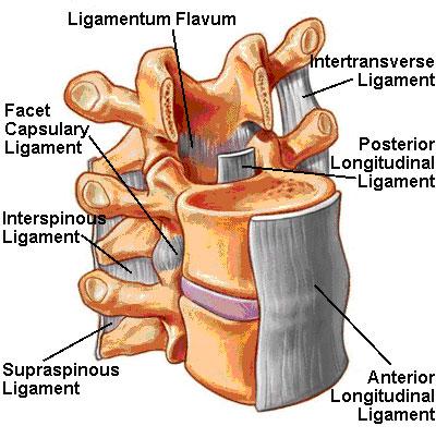 interspinale Lig. supraspinale Lig.