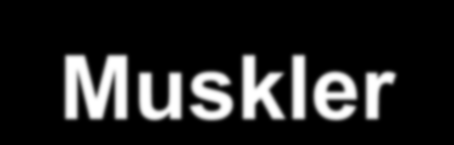 Muskler Musklene i lumbalcolumna kan deles inn i tre grupper: 1. Psoas major Dekker anterolateralt 2.