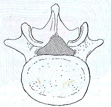 Spinalkanalen og foramen intervertebrale Spinalkanalen: Fremre vegg: Hvirvelen, skiven og lig. long. post.