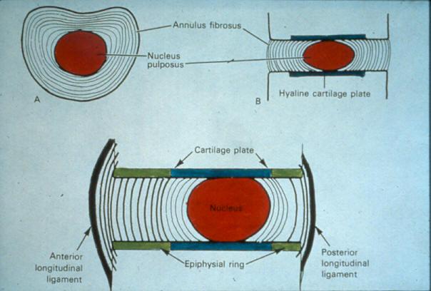 Intervertebralskiven Struktur Øvre og nedre
