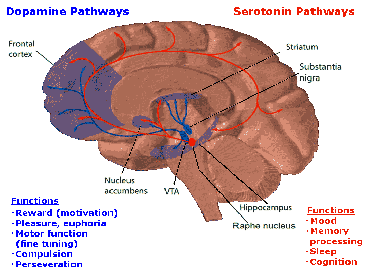 Dopaminerge baner og rusavhengighet Individualt reseptormønster D1R,D2R,D3R,D4R.