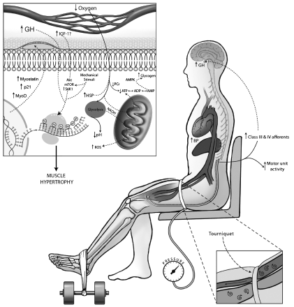 Mitchell et al 212 Mitchell et al 212 Resultater 1. Trøtthet/rekruttering 2.