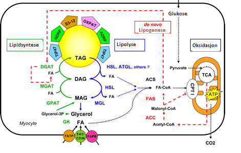 Innledning 15 Figur 1.11 Lipiddråper: Lipiddråper er viktige subcellulære organeller ved regulering av fettsyreoksidasjon i myocytter.