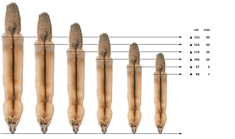 Illustrasjon: De kommersielle størrelseskategoriene illustrerer størrelsesutvikling på blårevskinn. I dag selges skinn hovedsaklig i str 40 60 Str. 60 er ikke avbildet.