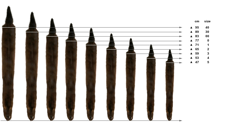 Illustrasjon: De kommersielle størrelseskategoriene illustrerer også størrelsesutvikling hos mink (hentet fra Saga Furs) 1.3.