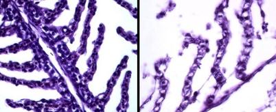 Alternativ A http://www.forskning.no/artikler/2011/august/295065 Nanosølv kan drepe fisk Sølv i form av nanopartikler kan være dødelig for fisk selv ved lave konsentrasjoner.