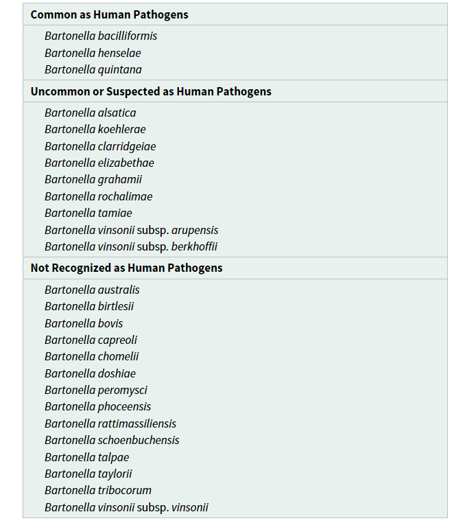 Bartonella B. bacilliformis Oroya feber B. Quintane Skyttergravsfeber B.