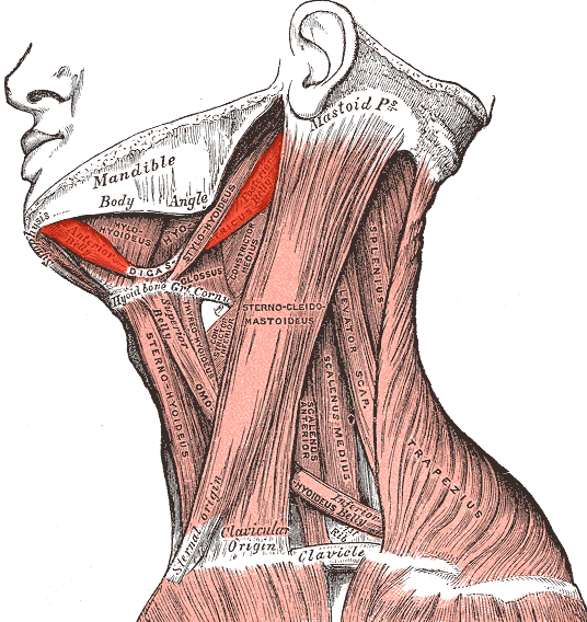 Digastricus. Utspring: prosessus mastoid Feste: til midtlinja på mandibelen Tendøst midtpart som fester seg påos hyoid. Funksjon: Senker mandibelen medfiksert os hyoid.