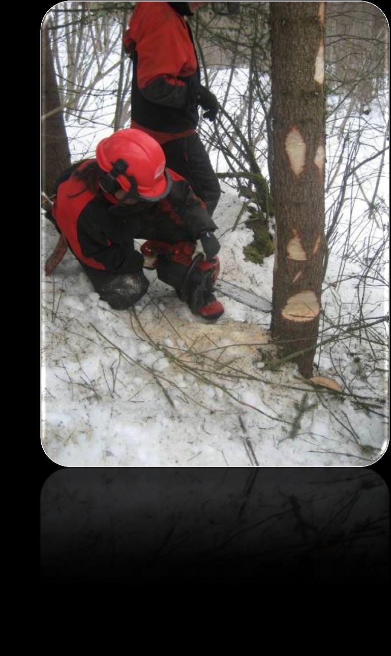 Skogbruk /utmark Skogplanting Tynning Hogst Arbeid med